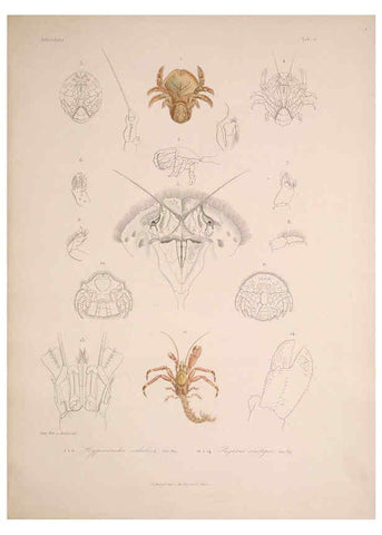 Reproducción/Reproduction 5984239493: Histoire physique, politique et naturelle de l'ile de Cuba: Atlas:Insects Paris :A. Bertrand,1838-1857