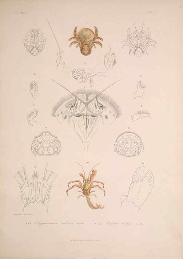Reproducción/Reproduction 5984239493: Histoire physique, politique et naturelle de l'ile de Cuba: Atlas:Insects Paris :A. Bertrand,1838-1857