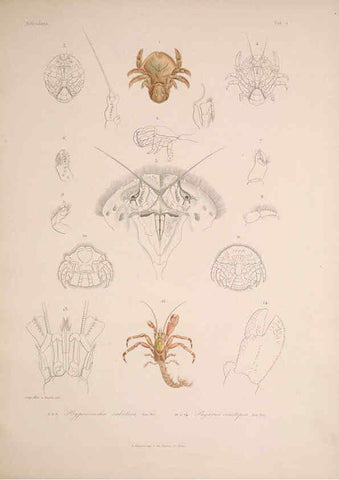 Reproducción/Reproduction 5984239493: Histoire physique, politique et naturelle de l'ile de Cuba: Atlas:Insects Paris :A. Bertrand,1838-1857