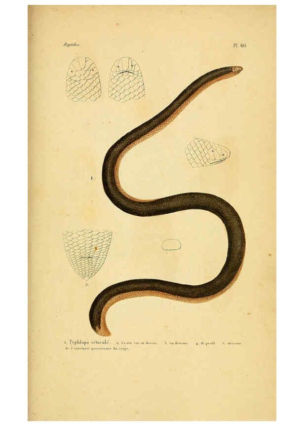 Reproducción/Reproduction 5982414880: Erpétologie générale, ou, Histoire naturelle complète des reptiles Paris :Roret,1834-1854