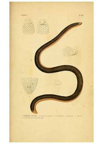 Reproducción/Reproduction 5982414880: Erpétologie générale, ou, Histoire naturelle complète des reptiles Paris :Roret,1834-1854