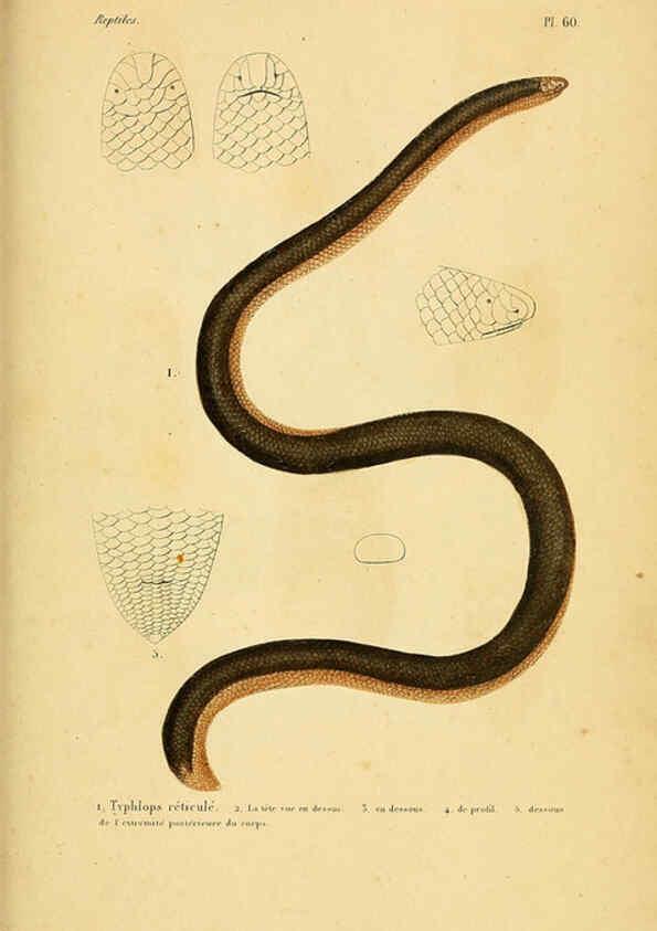 Reproducción/Reproduction 5982414880: Erpétologie générale, ou, Histoire naturelle complète des reptiles Paris :Roret,1834-1854