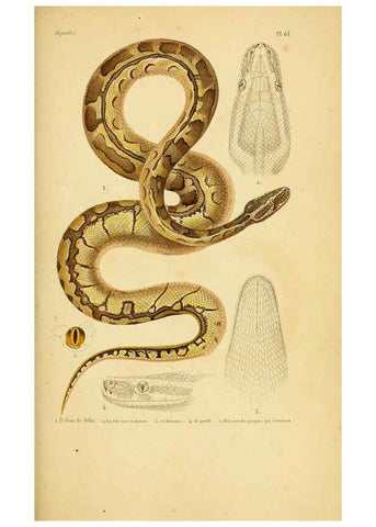 Reproducción/Reproduction 5981854039: Erpétologie générale, ou, Histoire naturelle complète des reptiles Paris :Roret,1834-1854