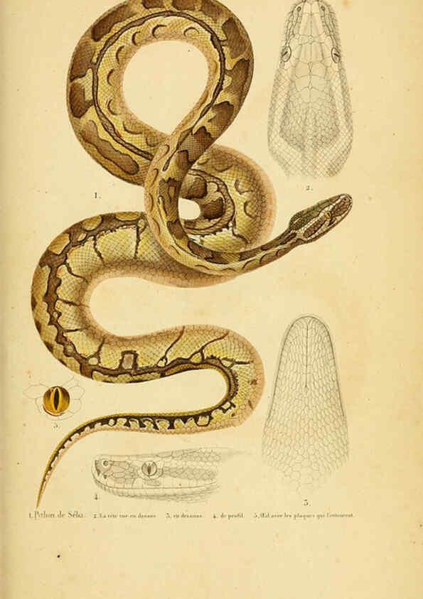 Reproducción/Reproduction 5981854039: Erpétologie générale, ou, Histoire naturelle complète des reptiles Paris :Roret,1834-1854