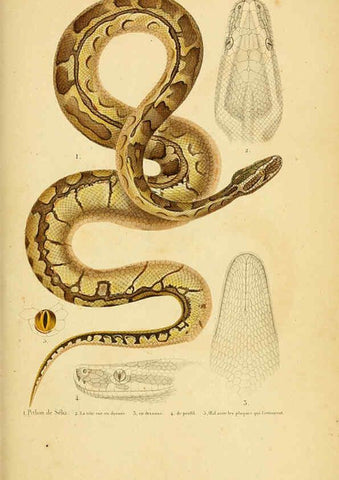 Reproducción/Reproduction 5981854039: Erpétologie générale, ou, Histoire naturelle complète des reptiles Paris :Roret,1834-1854