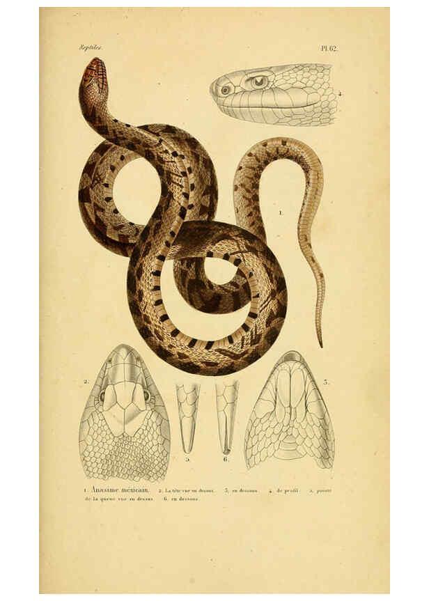 Reproducción/Reproduction 5981854345: Erpétologie générale, ou, Histoire naturelle complète des reptiles Paris :Roret,1834-1854