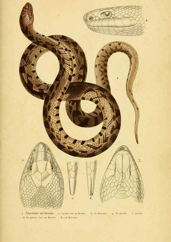 Reproducción/Reproduction 5981854345: Erpétologie générale, ou, Histoire naturelle complète des reptiles Paris :Roret,1834-1854