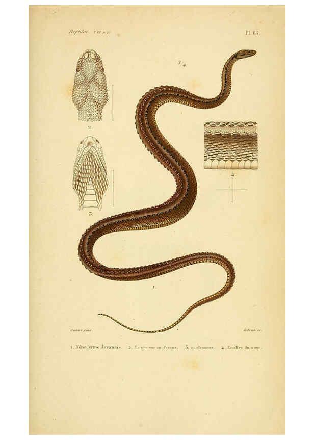 Reproducción/Reproduction 5982415710: Erpétologie générale, ou, Histoire naturelle complète des reptiles Paris :Roret,1834-1854