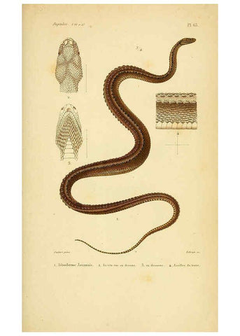 Reproducción/Reproduction 5982415710: Erpétologie générale, ou, Histoire naturelle complète des reptiles Paris :Roret,1834-1854