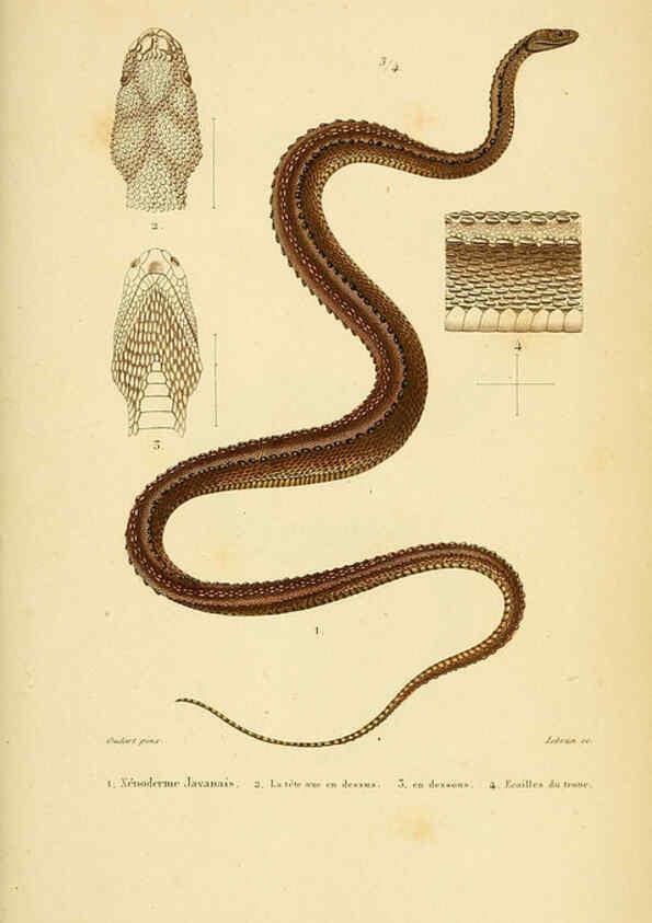 Reproducción/Reproduction 5982415710: Erpétologie générale, ou, Histoire naturelle complète des reptiles Paris :Roret,1834-1854