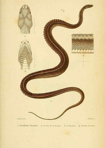 Reproducción/Reproduction 5982415710: Erpétologie générale, ou, Histoire naturelle complète des reptiles Paris :Roret,1834-1854
