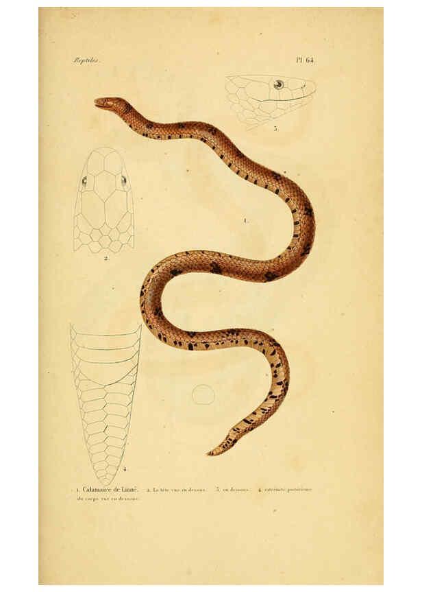 Reproducción/Reproduction 5982415998: Erpétologie générale, ou, Histoire naturelle complète des reptiles Paris :Roret,1834-1854