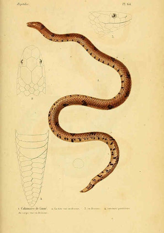 Reproducción/Reproduction 5982415998: Erpétologie générale, ou, Histoire naturelle complète des reptiles Paris :Roret,1834-1854