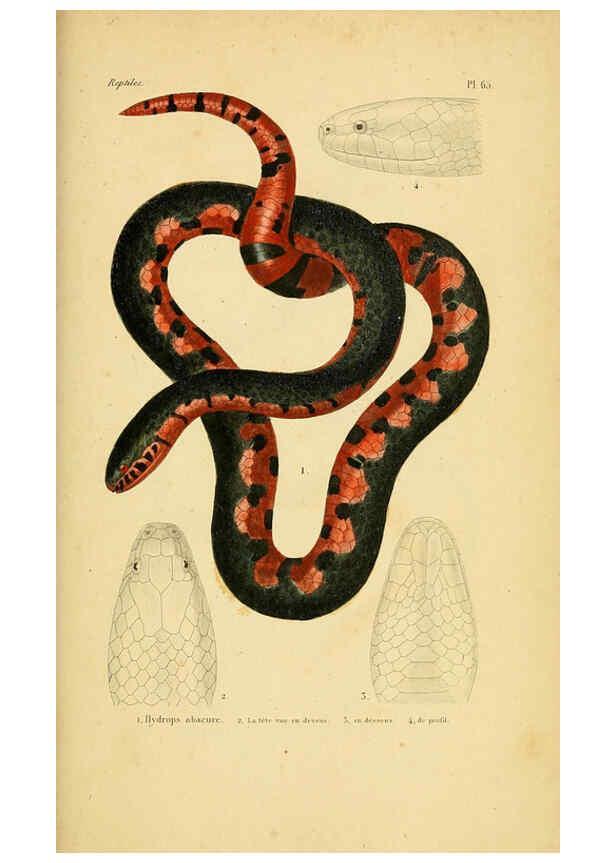Reproducción/Reproduction 5981855251: Erpétologie générale, ou, Histoire naturelle complète des reptiles Paris :Roret,1834-1854