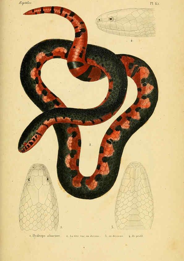 Reproducción/Reproduction 5981855251: Erpétologie générale, ou, Histoire naturelle complète des reptiles Paris :Roret,1834-1854