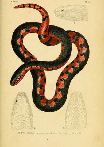 Reproducción/Reproduction 5981855251: Erpétologie générale, ou, Histoire naturelle complète des reptiles Paris :Roret,1834-1854