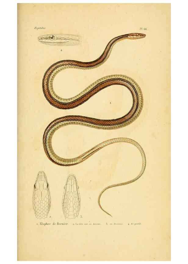 Reproducción/Reproduction 5982416760: Erpétologie générale, ou, Histoire naturelle complète des reptiles Paris :Roret,1834-1854