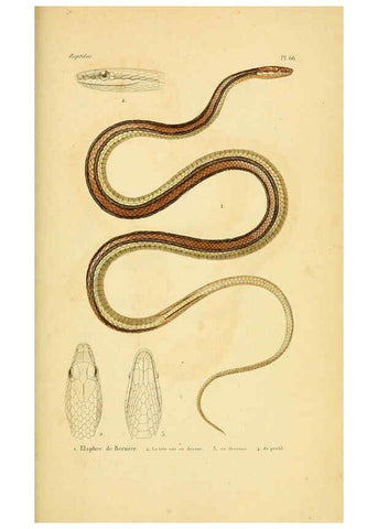 Reproducción/Reproduction 5982416760: Erpétologie générale, ou, Histoire naturelle complète des reptiles Paris :Roret,1834-1854