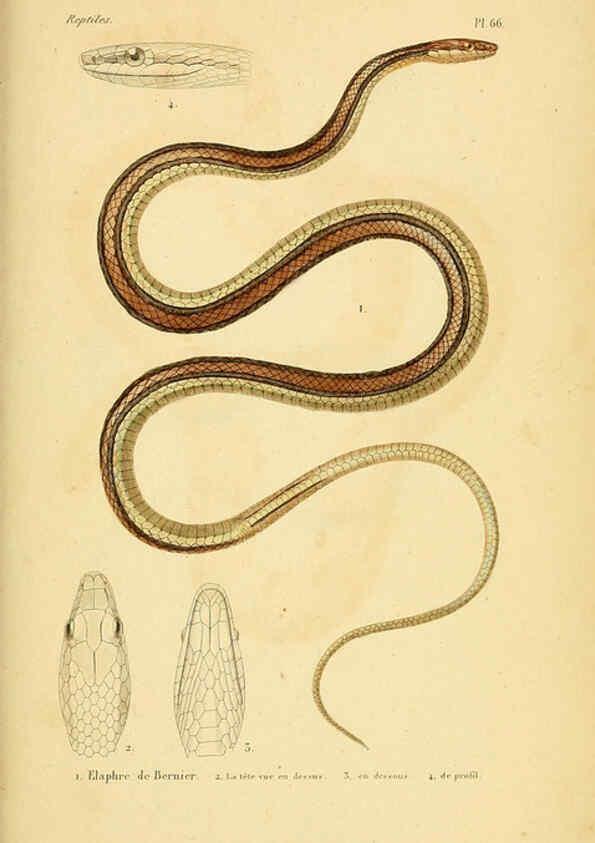 Reproducción/Reproduction 5982416760: Erpétologie générale, ou, Histoire naturelle complète des reptiles Paris :Roret,1834-1854