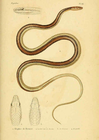 Reproducción/Reproduction 5982416760: Erpétologie générale, ou, Histoire naturelle complète des reptiles Paris :Roret,1834-1854