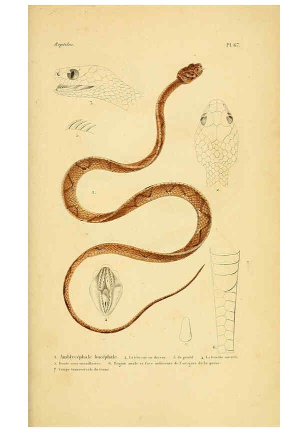 Reproducción/Reproduction 5982417008: Erpétologie générale, ou, Histoire naturelle complète des reptiles Paris :Roret,1834-1854