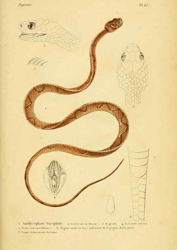 Reproducción/Reproduction 5982417008: Erpétologie générale, ou, Histoire naturelle complète des reptiles Paris :Roret,1834-1854