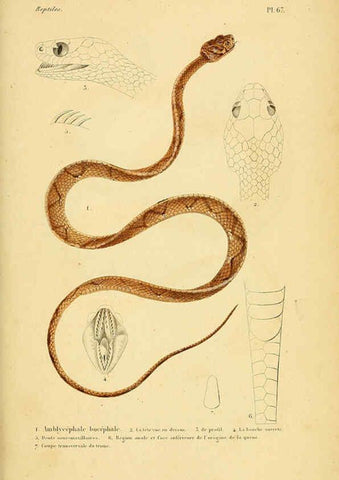 Reproducción/Reproduction 5982417008: Erpétologie générale, ou, Histoire naturelle complète des reptiles Paris :Roret,1834-1854