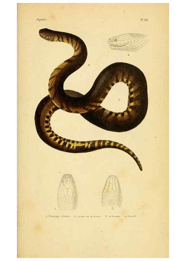 Reproducción/Reproduction 5981856119: Erpétologie générale, ou, Histoire naturelle complète des reptiles Paris :Roret,1834-1854