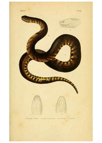 Reproducción/Reproduction 5981856119: Erpétologie générale, ou, Histoire naturelle complète des reptiles Paris :Roret,1834-1854