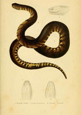 Reproducción/Reproduction 5981856119: Erpétologie générale, ou, Histoire naturelle complète des reptiles Paris :Roret,1834-1854