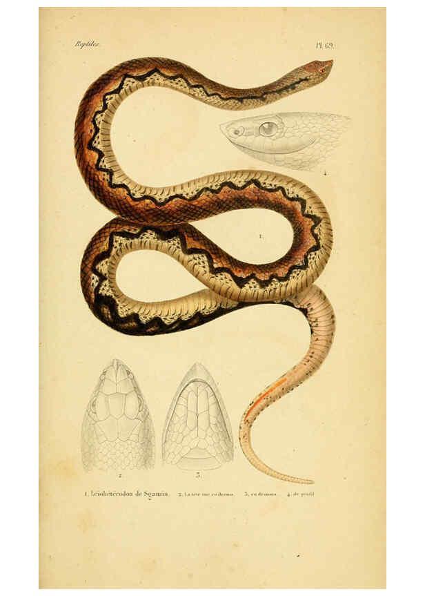 Reproducción/Reproduction 5982417552: Erpétologie générale, ou, Histoire naturelle complète des reptiles Paris :Roret,1834-1854