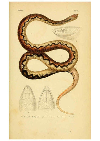Reproducción/Reproduction 5982417552: Erpétologie générale, ou, Histoire naturelle complète des reptiles Paris :Roret,1834-1854