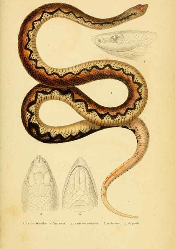 Reproducción/Reproduction 5982417552: Erpétologie générale, ou, Histoire naturelle complète des reptiles Paris :Roret,1834-1854