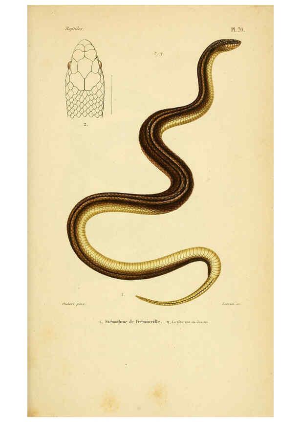 Reproducción/Reproduction 5982417890: Erpétologie générale, ou, Histoire naturelle complète des reptiles Paris :Roret,1834-1854