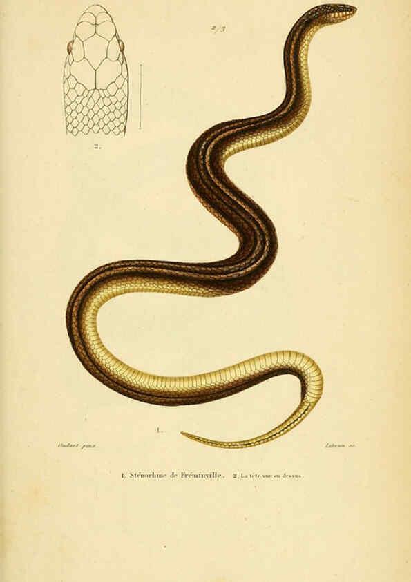 Reproducción/Reproduction 5982417890: Erpétologie générale, ou, Histoire naturelle complète des reptiles Paris :Roret,1834-1854