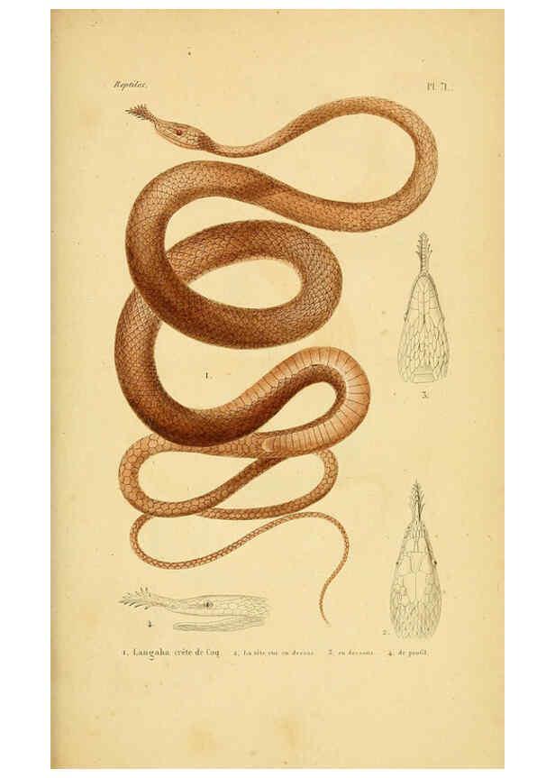Reproducción/Reproduction 5982418274: Erpétologie générale, ou, Histoire naturelle complète des reptiles Paris :Roret,1834-1854