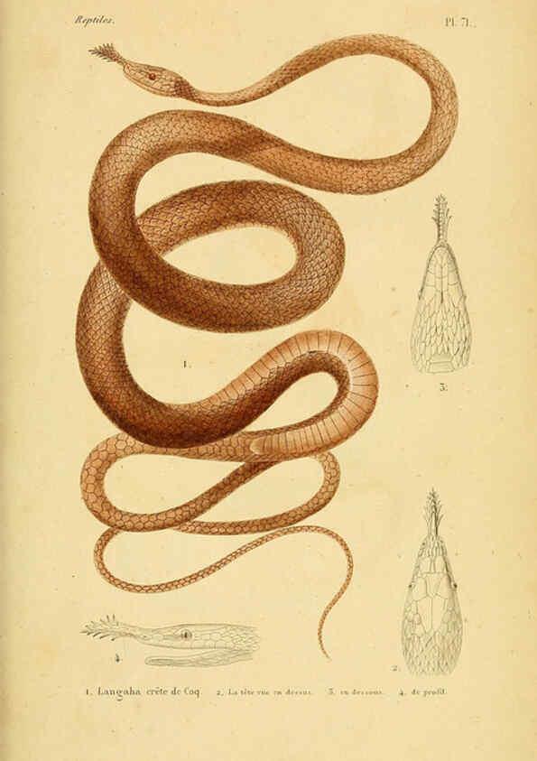 Reproducción/Reproduction 5982418274: Erpétologie générale, ou, Histoire naturelle complète des reptiles Paris :Roret,1834-1854