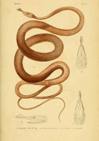 Reproducción/Reproduction 5982418274: Erpétologie générale, ou, Histoire naturelle complète des reptiles Paris :Roret,1834-1854