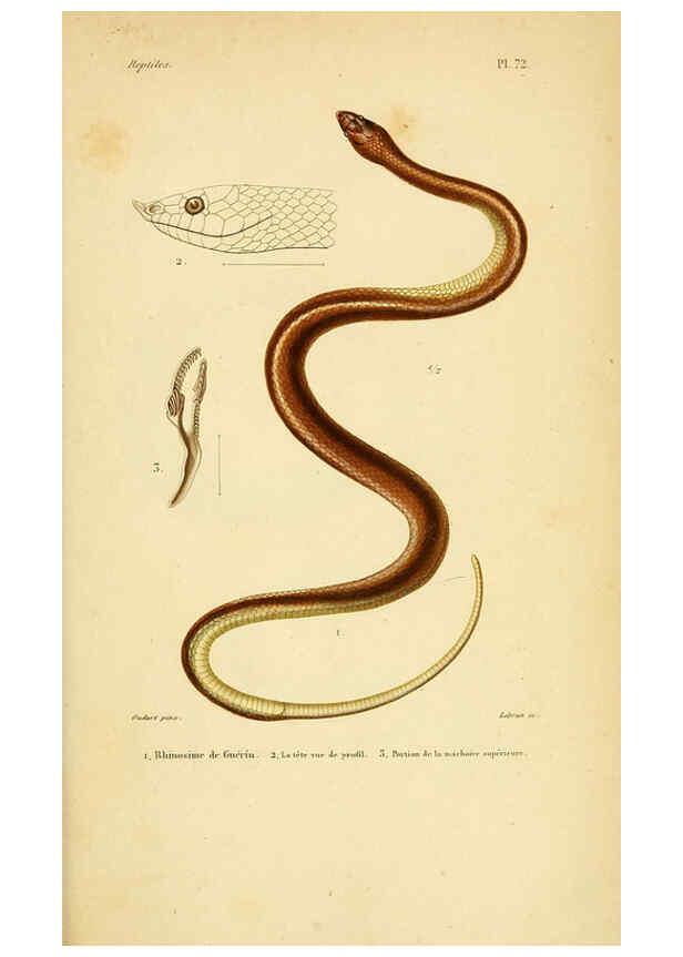 Reproducción/Reproduction 5981857693: Erpétologie générale, ou, Histoire naturelle complète des reptiles Paris :Roret,1834-1854