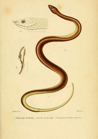 Reproducción/Reproduction 5981857693: Erpétologie générale, ou, Histoire naturelle complète des reptiles Paris :Roret,1834-1854