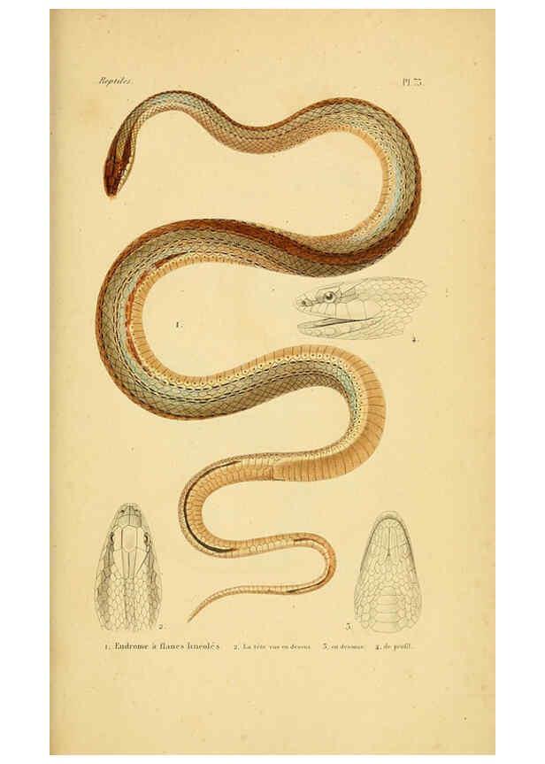 Reproducción/Reproduction 5982419188: Erpétologie générale, ou, Histoire naturelle complète des reptiles Paris :Roret,1834-1854
