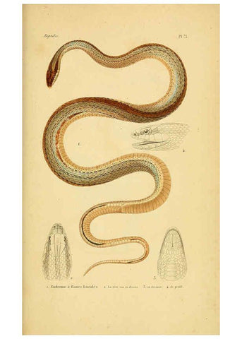 Reproducción/Reproduction 5982419188: Erpétologie générale, ou, Histoire naturelle complète des reptiles Paris :Roret,1834-1854