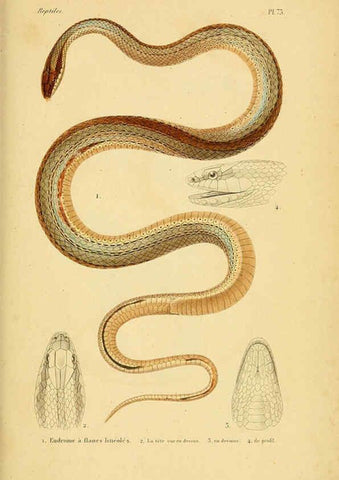 Reproducción/Reproduction 5982419188: Erpétologie générale, ou, Histoire naturelle complète des reptiles Paris :Roret,1834-1854