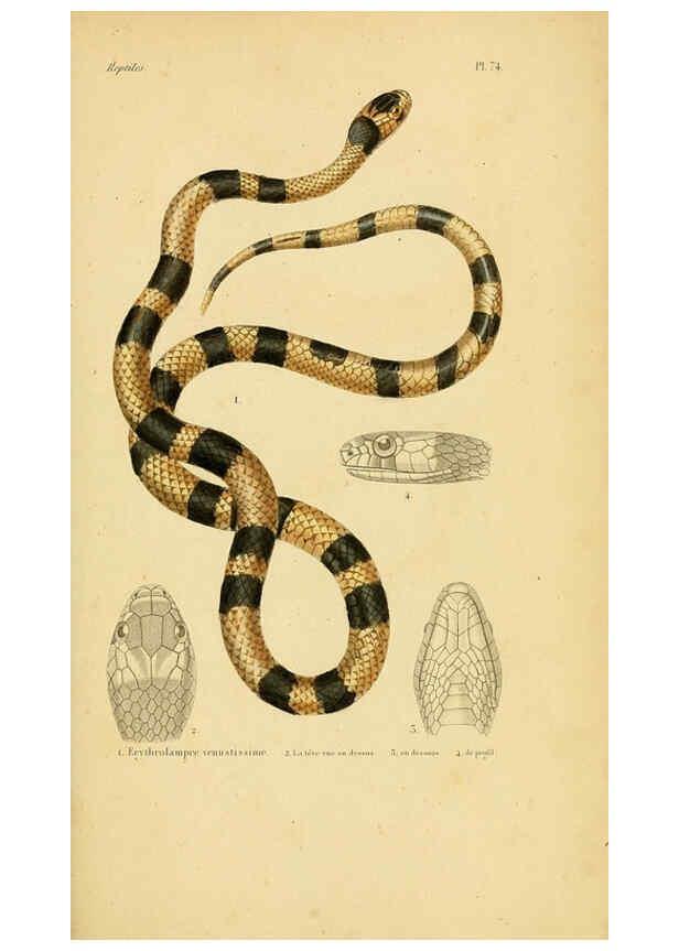 Reproducción/Reproduction 5982419460: Erpétologie générale, ou, Histoire naturelle complète des reptiles Paris :Roret,1834-1854