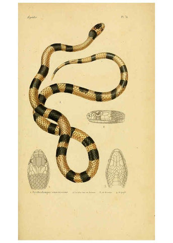 Reproducción/Reproduction 5982419460: Erpétologie générale, ou, Histoire naturelle complète des reptiles Paris :Roret,1834-1854