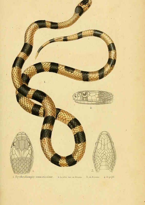 Reproducción/Reproduction 5982419460: Erpétologie générale, ou, Histoire naturelle complète des reptiles Paris :Roret,1834-1854