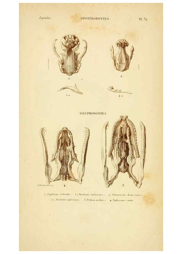 Reproducción/Reproduction 5982419708: Erpétologie générale, ou, Histoire naturelle complète des reptiles Paris :Roret,1834-1854