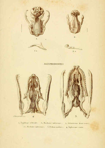 Reproducción/Reproduction 5982419708: Erpétologie générale, ou, Histoire naturelle complète des reptiles Paris :Roret,1834-1854