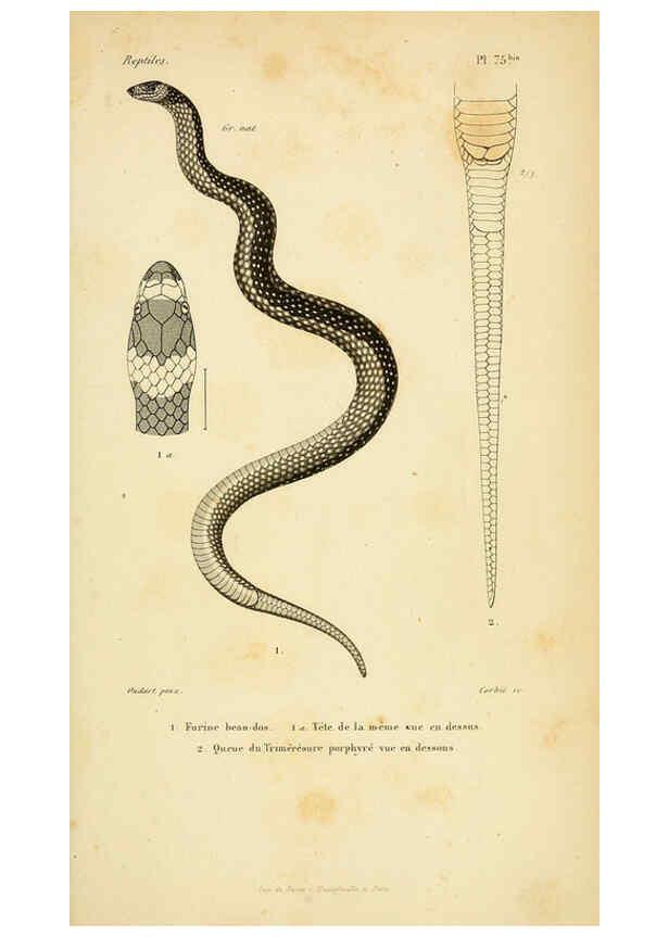 Reproducción/Reproduction 5982420300: Erpétologie générale, ou, Histoire naturelle complète des reptiles Paris :Roret,1834-1854