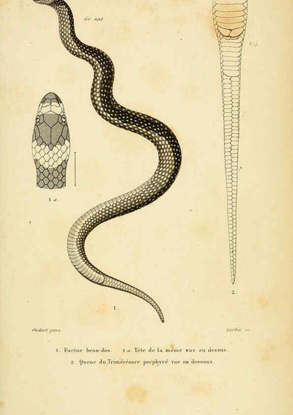 Reproducción/Reproduction 5982420300: Erpétologie générale, ou, Histoire naturelle complète des reptiles Paris :Roret,1834-1854